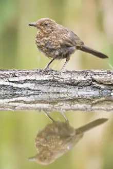 Mirrored: Female Common Blackbird (Turdus merula) standin