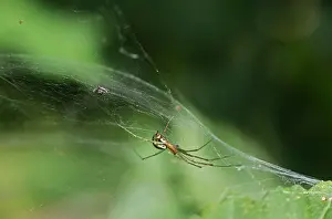 Triangularis: Female of the common canopy spider (Linyphia triangularis)