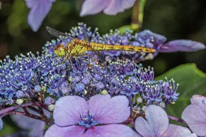 Dragonflies: Female Common Darter, Sympetrum striolatum settled