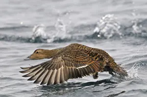 Finnmark: Female Common Eider (Somateria mollissima) star
