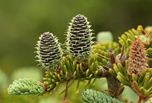 Needles: Female cones of Balsam Fir