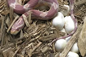 Guttata: Female Corn Snake With Eggs