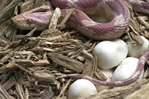 Guttata: Female Corn Snake With Eggs