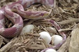 Guttata: Female Corn Snake With Eggs