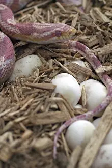 Guttata: Female Corn Snake With Eggs