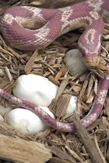 Guttata: Female Corn Snake With Eggs