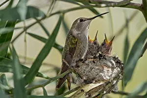 Costae: Female Costa's Hummingbird (Calypte costae) with