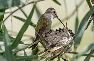 Costae: Female Costa's Hummingbird (Calypte costae) feeding