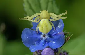 Waiting: Female Crab spider, Misumena vatia, waiting on f