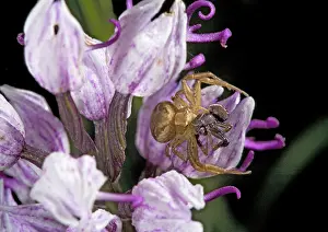 Cannibalism: Female crab spider on monkey orchid, eating male spider