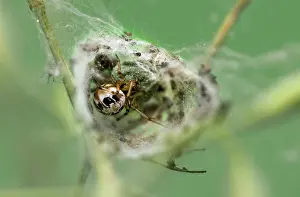 Pictum: Female crested spider (Theridion pictum) with egg
