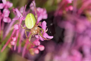 Spiders: Female of cucumber green spider (Araniella cucurbitina) descend unknown pink flower