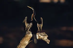 Melanogaster: Female Darter