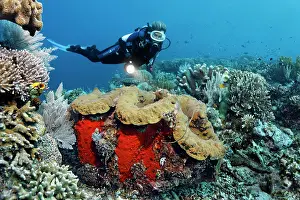 Dives: Female diver looking at a giant clam (Tridacna gigas)