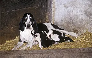 Nourishing: Female dog breed Francais noir et blanc suckling