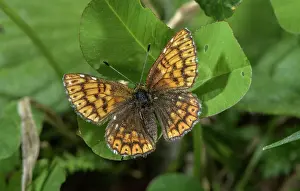 Lepidopterae: Female Duke of Burgundy, Hamearis lucina butterf