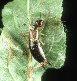 Earwig: Female earwig