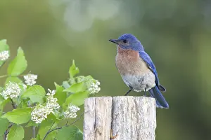 Sialia: Female Eastern Bluebird