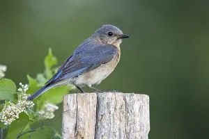Sialia: Female Eastern Bluebird