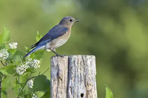 Bluebird: Female Eastern Bluebird