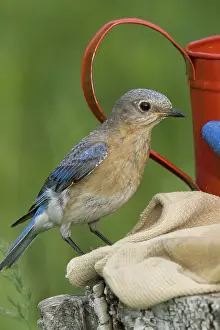 Bluebird: Female Eastern Bluebird