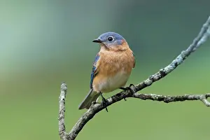 Kentucky: Female eastern bluebird, Kentucky