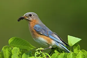 Kentucky: Female Eastern Bluebird (Sialia sialis)