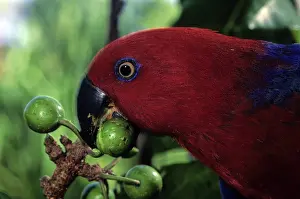 Figs: Female Eclectus Parrot