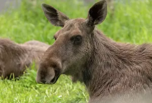 Alces: Female Elk, Alces alces, in birch woodland, Norway