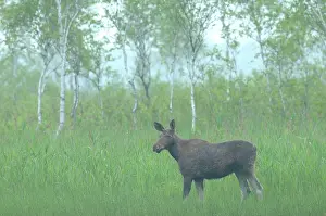 Sedge: Moose