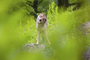 Hills: A female Eurasian gray wolf (Canis lupus lupus) stands