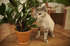 Ficus: Female European blue tabby point cat eating a green plant