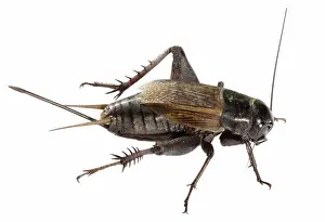Gryllidae: Female Field Cricket