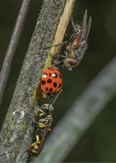 Cluster: Female Field digger-wasp, Mellinus arvensis, guarding