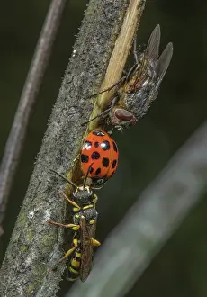 Introduced: Female Field digger-wasp, Mellinus arvensis, guarding