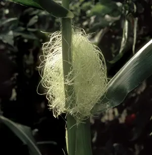 Maize: Female flower of corn showing silk