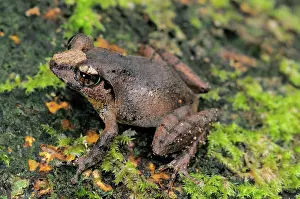 Sinharaja: Female Forest Shrub frog