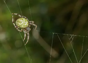 Araneus: Female Four-spot orb-weaver, Araneus quadratus