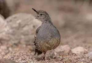 Quails: Female Gambel's quail, Callipepla gambelii, in t