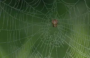 Spiders: Female Garden spider, Araneus diadematus, on dew