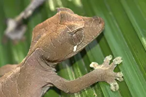 Phantasticus: Female Gecko, close up of head
