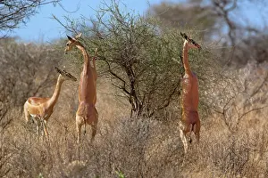 Litocranius: Three female Gerenuks standing on hind legs
