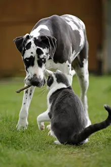 Mastiffs: Female German mastiff and European cat playing France