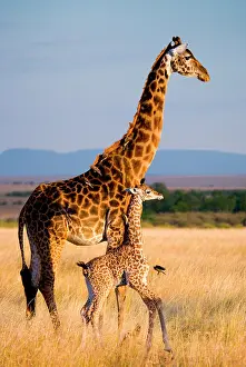 Bare: Female giraffe (Giraffa camelopardalis tippelski