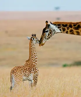 Bare: Female giraffe (Giraffa camelopardalis tippelski