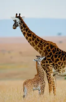 Bare: Female giraffe (Giraffa camelopardalis tippelski