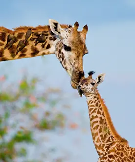Touching: Female giraffe (Giraffa camelopardalis tippelski