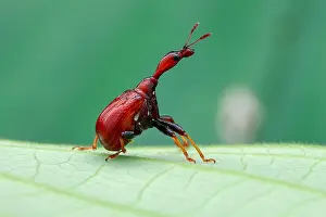Polyphaga: Female giraffe weevil or leaf rolling weevil (Trachelophorus