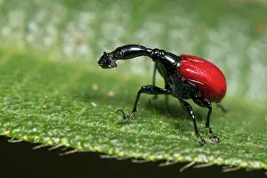 Special: Female giraffe weevil (Trachelophorus giraffa) from