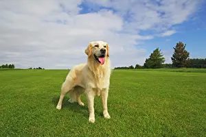 Bitches: Female Golden Retriever (Canis lupus familiaris)